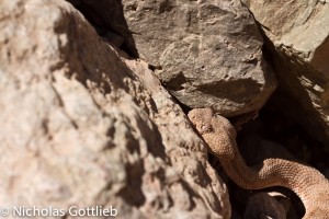 We saw some wildlife I'd never seen in the canyon before (and hope not to see again anytime soon).