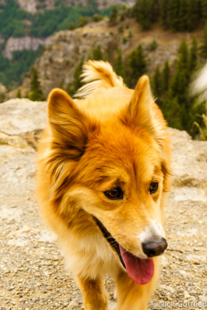 Like dags?