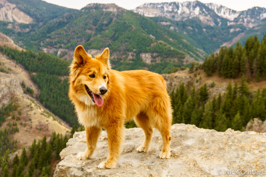 Tenny might be the most photogenic dog I know.